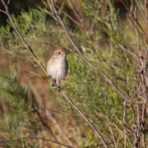 Petroica goodenovii at Round Hill Nature Reserve - 1 Apr 2024