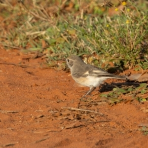 Petroica goodenovii at Round Hill Nature Reserve - 1 Apr 2024 08:40 AM