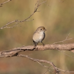 Petroica goodenovii at Round Hill Nature Reserve - 1 Apr 2024