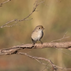 Petroica goodenovii at Round Hill Nature Reserve - 1 Apr 2024 08:40 AM