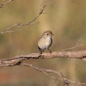 Petroica goodenovii at Round Hill Nature Reserve - 1 Apr 2024 08:40 AM