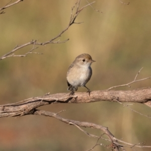 Petroica goodenovii at Round Hill Nature Reserve - 1 Apr 2024