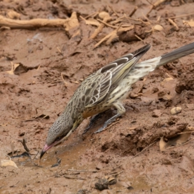 Acanthagenys rufogularis (Spiny-cheeked Honeyeater) at Round Hill Nature Reserve - 31 Mar 2024 by rawshorty