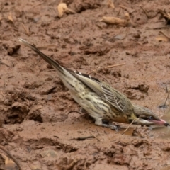 Acanthagenys rufogularis at Round Hill Nature Reserve - 31 Mar 2024