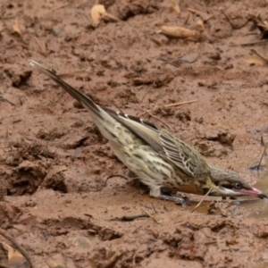 Acanthagenys rufogularis at Round Hill Nature Reserve - 31 Mar 2024 12:01 PM