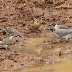 Acanthagenys rufogularis at Round Hill Nature Reserve - 31 Mar 2024