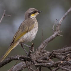 Gavicalis virescens (Singing Honeyeater) at Round Hill Nature Reserve - 30 Mar 2024 by rawshorty