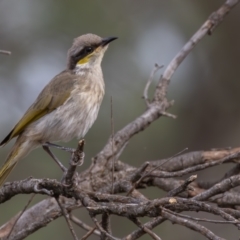 Gavicalis virescens at Round Hill Nature Reserve - 31 Mar 2024 10:36 AM