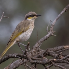 Gavicalis virescens at Round Hill Nature Reserve - 31 Mar 2024 10:36 AM