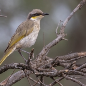 Gavicalis virescens at Round Hill Nature Reserve - 31 Mar 2024 10:36 AM