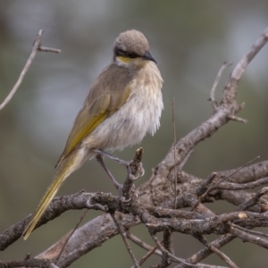 Gavicalis virescens at Round Hill Nature Reserve - 31 Mar 2024 10:36 AM