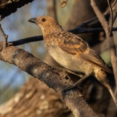 Chlamydera maculata (Spotted Bowerbird) at Euabalong, NSW - 31 Mar 2024 by rawshorty