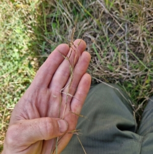 Hyparrhenia hirta (Coolatai Grass) at Lower Cotter Catchment by Jackserbatoioactgov