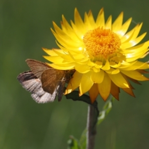 Acodia undescribed species at Namadgi National Park - 26 Feb 2024