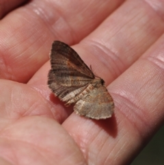 Acodia undescribed species at Namadgi National Park - 26 Feb 2024