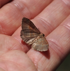 Acodia undescribed species at Namadgi National Park - 26 Feb 2024 12:22 PM