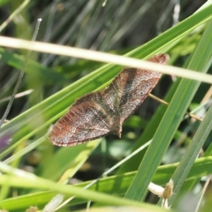 Acodia undescribed species at Namadgi National Park - 26 Feb 2024