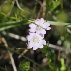 Epilobium gunnianum (Gunn's Willow-herb) at Cotter River, ACT - 26 Feb 2024 by RAllen