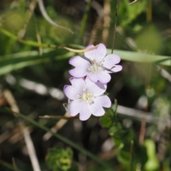 Epilobium billardiereanum subsp. cinereum at Namadgi National Park - 26 Feb 2024 by RAllen