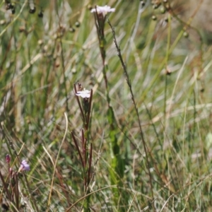 Epilobium gunnianum at Namadgi National Park - 26 Feb 2024