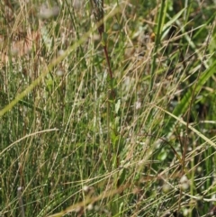 Epilobium gunnianum at Namadgi National Park - 26 Feb 2024