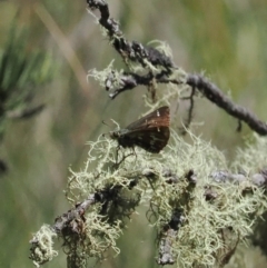 Atkinsia dominula (Two-brand grass-skipper) at Cotter River, ACT - 26 Feb 2024 by RAllen