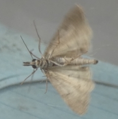 Scoparia oxygona (A Pyralid moth) at QPRC LGA - 16 Apr 2024 by Paul4K