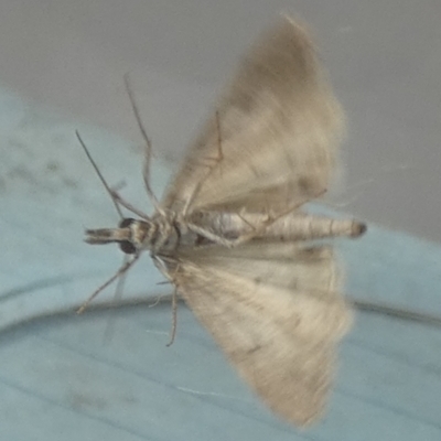 Scoparia oxygona (A Pyralid moth) at QPRC LGA - 16 Apr 2024 by Paul4K