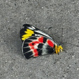 Unidentified Butterfly (Lepidoptera, Rhopalocera) at suppressed by FeralGhostbat