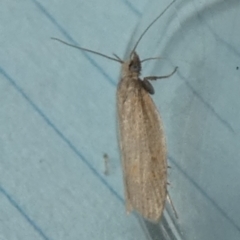 Tortricinae (subfamily) (A tortrix moth) at QPRC LGA - 16 Apr 2024 by Paul4K
