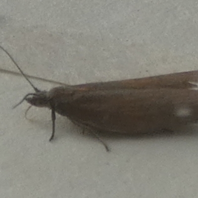 Tortricinae (subfamily) (A tortrix moth) at QPRC LGA - 16 Apr 2024 by Paul4K