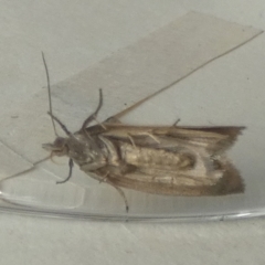 Unidentified Pyralid or Snout Moth (Pyralidae & Crambidae) at QPRC LGA - 15 Apr 2024 by Paul4K