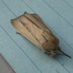 Leucania diatrecta (A Noctuid moth) at QPRC LGA - 16 Apr 2024 by Paul4K