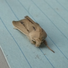 Leucania diatrecta at QPRC LGA - suppressed