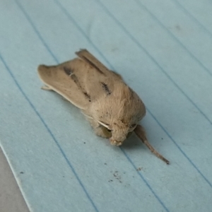 Leucania diatrecta at QPRC LGA - 16 Apr 2024