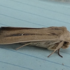 Leucania diatrecta at QPRC LGA - suppressed