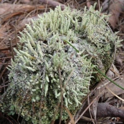 Cladonia rigida (A lichen) at QPRC LGA - 16 Apr 2024 by Paul4K