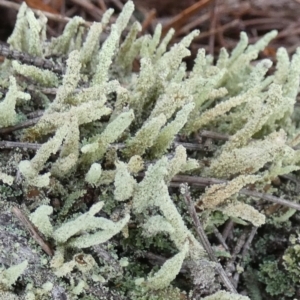 Cladonia rigida at suppressed - 16 Apr 2024