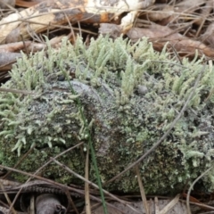 Cladonia rigida at suppressed - 16 Apr 2024