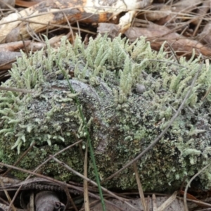 Cladonia rigida at suppressed - 16 Apr 2024