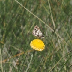 Hesperilla munionga at Namadgi National Park - 26 Feb 2024