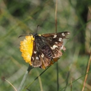 Hesperilla munionga at Namadgi National Park - 26 Feb 2024