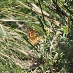 Oreixenica lathoniella (Silver Xenica) at Cotter River, ACT - 26 Feb 2024 by RAllen