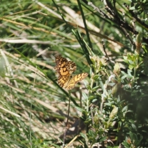 Oreixenica lathoniella at Namadgi National Park - 26 Feb 2024