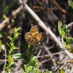 Oreixenica orichora (Spotted Alpine Xenica) at Cotter River, ACT - 26 Feb 2024 by RAllen