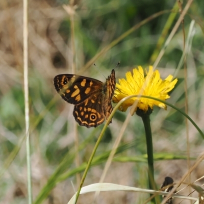 Oreixenica correae (Orange Alpine Xenica) at Cotter River, ACT - 26 Feb 2024 by RAllen