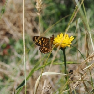 Oreixenica correae at Namadgi National Park - 26 Feb 2024