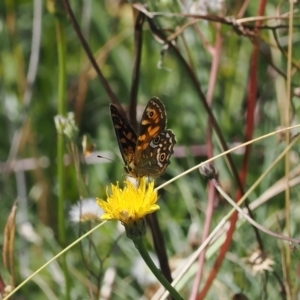 Oreixenica correae at Namadgi National Park - 26 Feb 2024