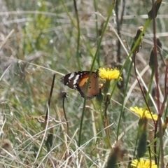 Danaus petilia (Lesser wanderer) at Namadgi National Park - 26 Feb 2024 by RAllen