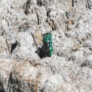 Chrysididae (family) at Magpie Hill Park, Lyneham - 16 Apr 2024